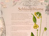 Schlüsselblume