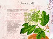 Schneeball