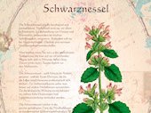 Schwarznessel