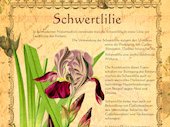Schwertlilie