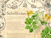 Schöllkraut