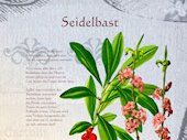 Seidelbast