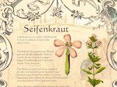 Seifenkraut