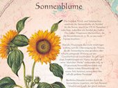 Sonnenblume