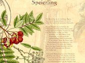 Speierling