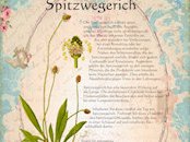 Spitzwegerich-BuchFertig