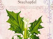 Stechapfel
