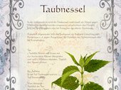 Taubnessel