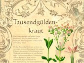 Tausengdüldenkraut