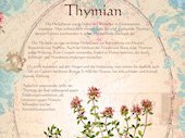 Thymian