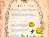 Trollblume