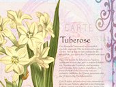 Tuberose