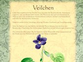 Veilchen