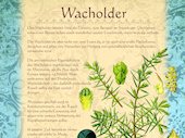 Wacholder