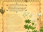 Waldmeister