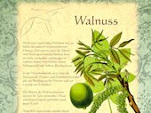 Walnuss