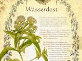 Wasserdost