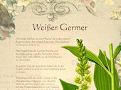 Weisser-Germer