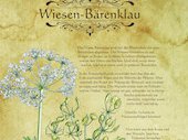 Wiesenbärenklau