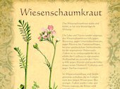 Wiesenschaumkraut