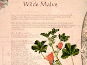 WildeMalve