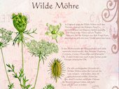 WildeMöhre