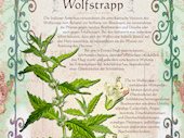 Wolfstrapp