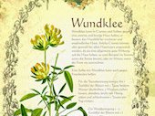 Wundklee