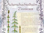 Zinnkraut