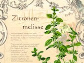 Zitronenmelisse