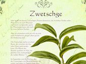 Zwetschge