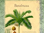 betelnuss