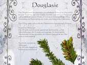 douglasie
