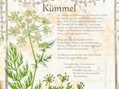 kümmel