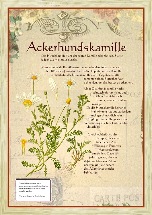 Ackerhundskamille