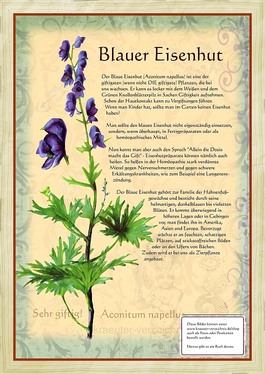 Blauer Eisenhut