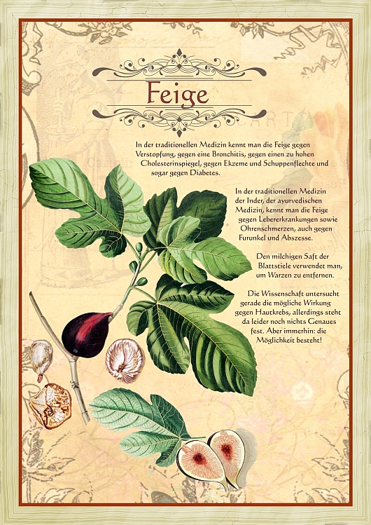 Feige