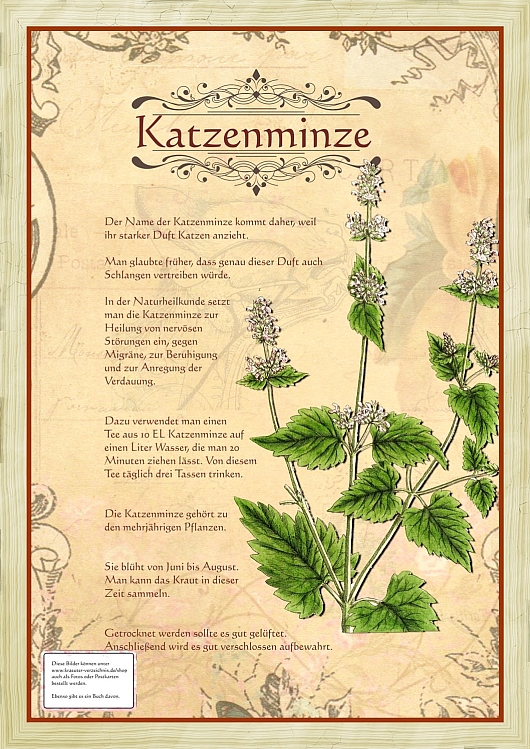 Katzenminze