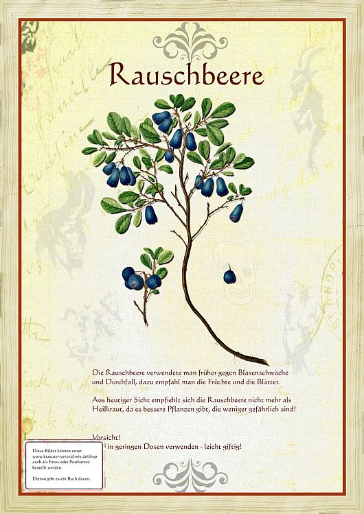 Rauschbeere