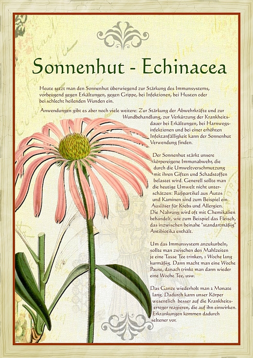 Sonnenhut Echinacea