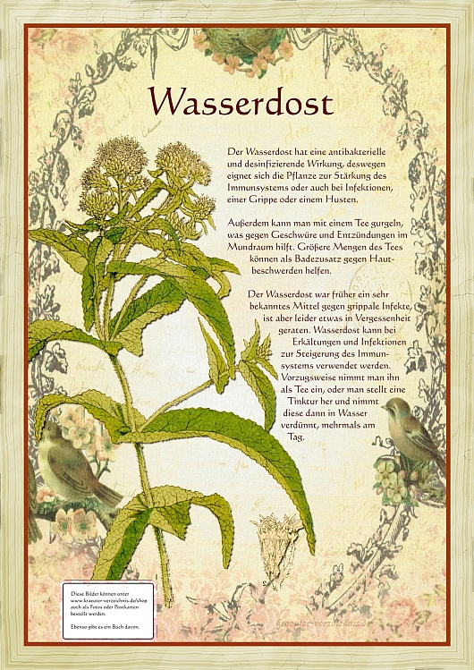 Wasserdost