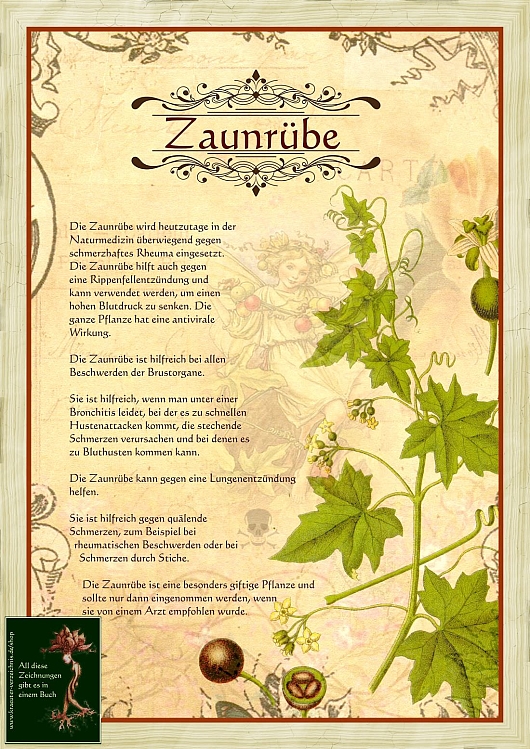 Zaunruebe