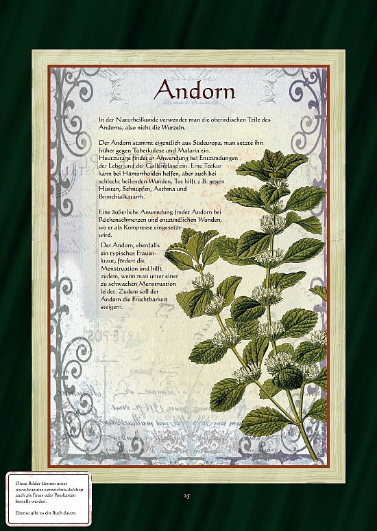 Andorn