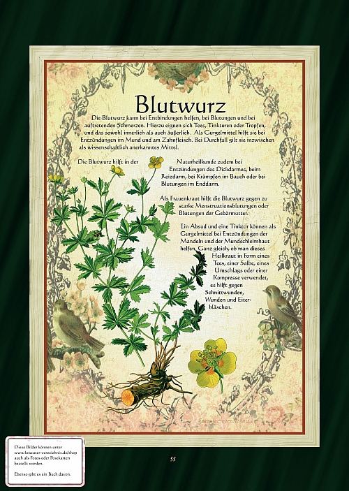 Blutwurz