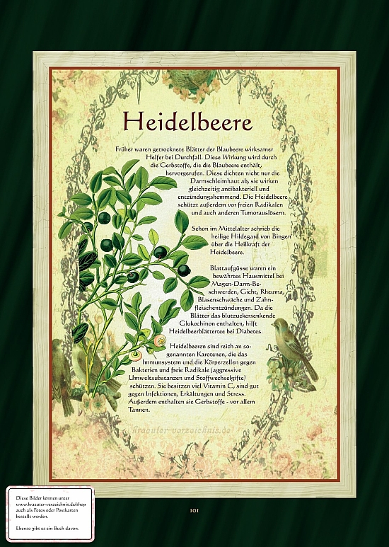 Heidelbeere