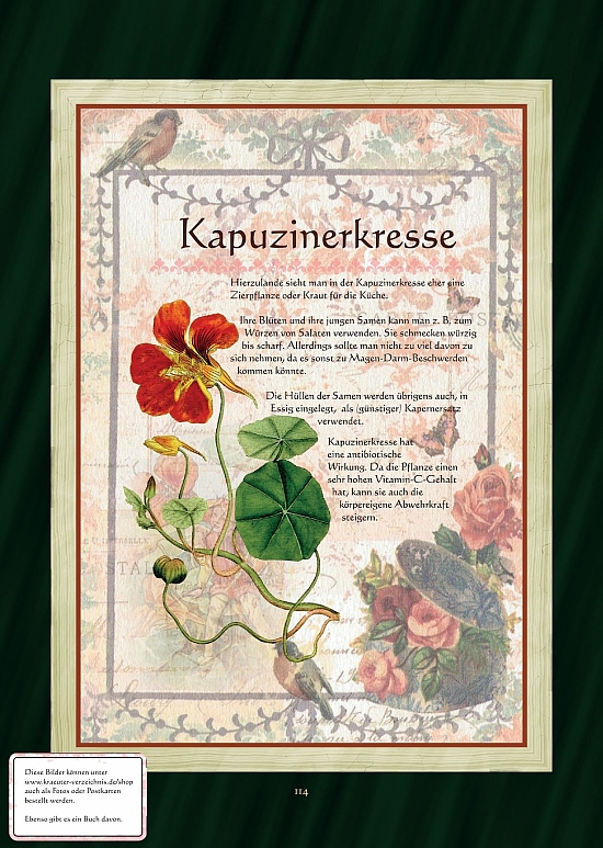 Kapuzinerkresse