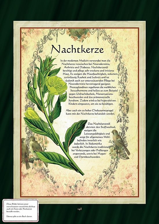 Die Nachtkerze