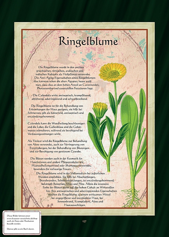 Ringelblume