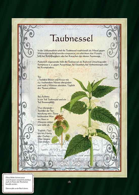 Taubnessel