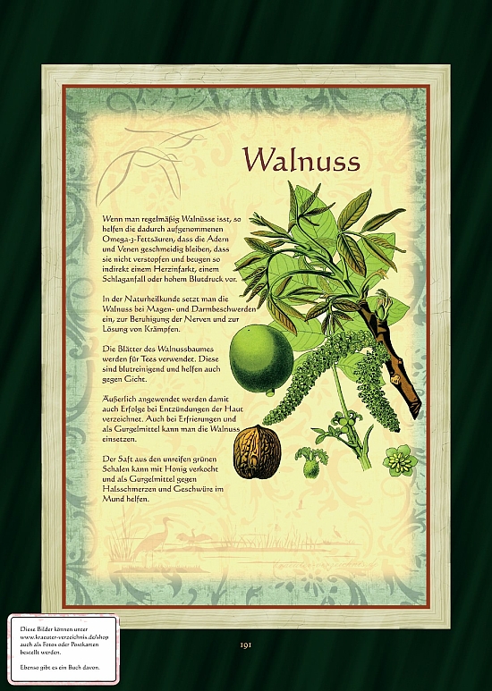 Wallnuss